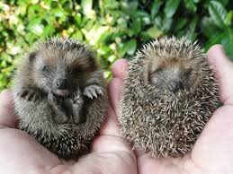 9 Choses A Savoir Sur Le Herisson Animal Indispensable Du Jardin Bebes Animaux Mignons Petits Animaux Mignons Et Animaux