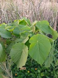 Image result for Macaranga schweinfurthii