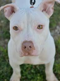 Make your pitbull puppies look amazing in 10 days. How You Can Help Evansville Rescue Dog In La Shelter Get Back Home