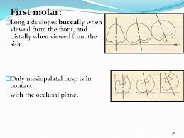 (i) the presence of a mesiopalatal (mp) canal in both first and second molars, (ii) the extension of mp canal from the pulp to the apical area, and (iii) the incidence of two foramina in the mb root. Arrangement Of Teeth In Complete Denture The Four