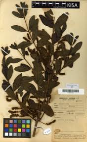 Image result for Combretum psidioides