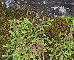 Image result for Selaginella nivea