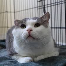 When adopting a pet, one choice you have to make is whether to adopt a puppy or kitten, an adult, or a senior. This Lovable Cat Needs A Home Scottish Fold Domestic Short Hair Mixed Short Coat In Richmond Hill On Pet Adoption Pets Dog Adoption