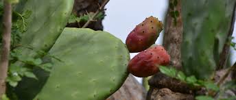 You can use thick gloves or an old towel folded into a couple of layers. Don T Pick The Prickly Pear By The Paw When You Pick A Pear Try To Use The Claw Happenence
