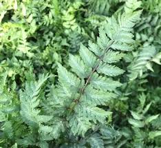 Image result for Athyrium annae