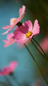 Pin On Mystic Flowers