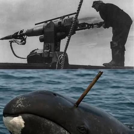 In 2007, Inupiat hunters off the coast of Alaska made an extraordinary  discovery — a harpoon fragment lodged deep in the neck of a Bowhead whale  they had just harvested. The metal