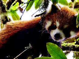 All indian states have their own government and the union territories come under the jurisdiction of the central government. The Red Panda Lives In Mountainous Himalayan Trees Yet It Is Endangered India News Times Of India