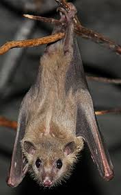Up until this gif, i hadn't wanted a bat as a pet. Egyptian Fruit Bat Wikipedia