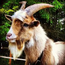 Billy The Billy Goat Cute Goats Farm Animals Goats