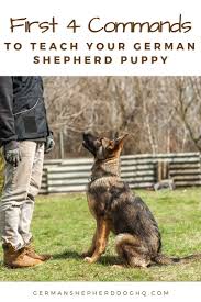 These Are The First 4 Commands Every German Shepherd Puppy Should Learn And H German Shepherd Puppies German Shepherd Puppies Training German Shepherd Training