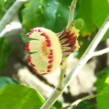 Image result for Napoleonaea