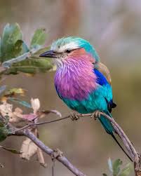 Birds Of South Africa Pictures And Names This Beautifully Coloured Lilac Breasted Roller Was Photographed In The Kruger National Park South South African Birds Lilac Breasted Roller African Wildlife