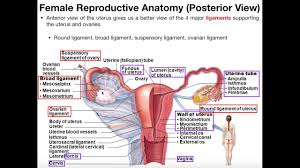 Female internal organs, by vesalius. Female Reproductive Anatomy Part 2 Youtube