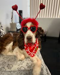Crazy Canine Designs