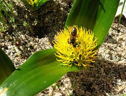 Image result for Daubenya