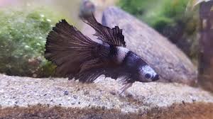 Betta Fish Losing Color All You Need To Know