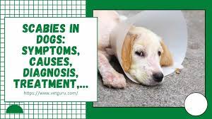 Treating children and infants for scabies. Scabies In Dogs A Z Symptoms Causes Diagnosis Treatment