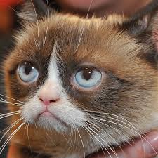 Find over 100+ of the best free 1920 x 1080 images. Grumpy Cat That Time We Hung Out With The Internet S Most Famous Cat