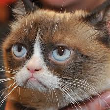Here you can find the best 1920x1080 cat wallpapers uploaded by our community. Grumpy Cat That Time We Hung Out With The Internet S Most Famous Cat