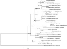 Image result for Monanthotaxis parvifolia