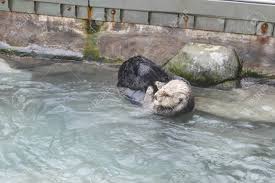 On monday, july 6, the vancouver aquarium took to twitter to share the photos of their latest rescue: Sea Otter Rubbing Face And Body Inside Vancouver Aquarium Stock Photo Picture And Royalty Free Image Image 125672852