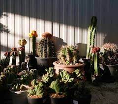 Withhold all water during their period of dormancy, waiting for signs of full morning sun is best, with the exception of jungle/forest cacti that can take dappled sun or just bright light. How Much Light Does The Plant Receive If Your Cactus Is In Constant Direct Sunlight You Might Need To Water Air Plant Garden How To Water Succulents Plants