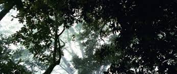 Tourism allows farmers to receive new opportunities in alternative markets, harvest coffee and diversify their income. Organic Vs Conventional Coffee Small Farmers Big Change