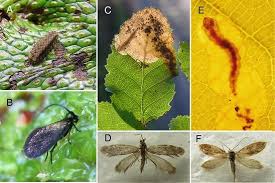 Add paw to one of your lists below, or create a new one. History And Natural History Of Plants And Their Associates Springerlink