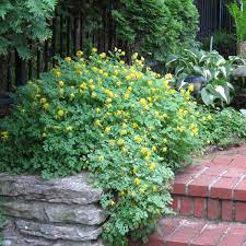 What kind of flowers does corydalis lutea have? Corydalis Lutea Walters Gardens Inc