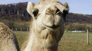 Reviewed in the united states on november 19, 2019. Saudi Entrepreneur And Amish Farmers Bring Camel Milk To Us Al Bilad English Daily
