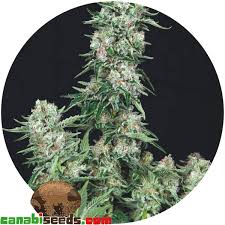 Og kush and poison durban combine to create this dominant indica plant which obligatorily has compact resinous buds structure of tinted purple leaves. American Cookies Trikoma Seeds