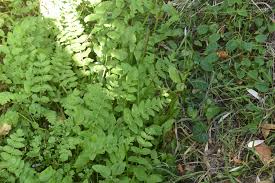 Image result for Berula erecta