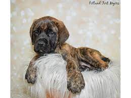 Raised in our family home with lots of love and attention. English Mastiff Dog Male Brindle 2569618 Petland Fort Myers Florida