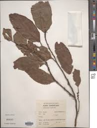 Image result for Strombosiopsis tetrandra