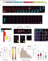 Maybe you would like to learn more about one of these? A Comprehensive Fluorescent Sensor For Spatiotemporal Cell Cycle Analysis In Arabidopsis Nature Plants