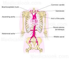We usually make the assumption that the body is in normal resting anatomical position, and that joint movement occurs from this resting the scapulae begin to slide laterally and then anteriorly along the thorax, this is protraction. Thorax Human Anatomy