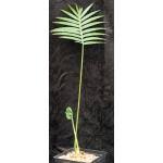 Image result for Monadenium spinulosum