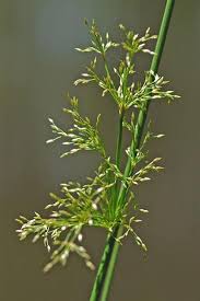 Image result for Juncus exsertus