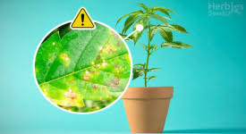 It is brought about by warm weather and rain and effect marijuana grown outdoors. Leaf Septoria An In Depth Guide To Yellow Spots On Cannabis Leaves Herbies
