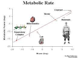 What If I Have A Slow Metabolic Rate Wait Loss