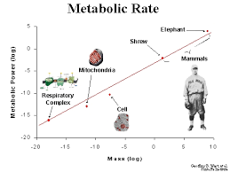 what if i have a slow metabolic rate wait loss