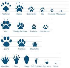 Lied zum thema fussspuren von tieren. Tierspuren Abbildungen Tierspuren Entdecken Und Einfach Mitnehmen Diy Natur Reges Leben Tierspuren Spuren Abdruck Schnee Sand Spur Winter Fussspuren Fussabdruck Tierspur Jennie Mullally