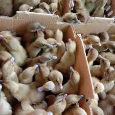 Harga ayam petelur yang sudah siap produksi dan bertelur telur ayam sudah menjadi salah satu kebutuhan pokok manusia. Jual Bibit Bebek Dod Itik Unggul Jual Bibit Bebek Petelur Unggul