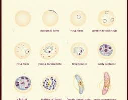 The size and genetic complexity of the parasite mean that each infection red blood cells are the 'centre stage' for the asexual development of the malaria parasite. Plasmodium Falciparum Morphology Life Cycle Pathogenesis And Clinical Disease Online Biology Notes