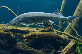 Great sturgeon ( husohuso ) белуга persian sturgeon ( acipenserguldenstadtipersicus ) персидский осетр russian sturgeon ( acipenserguldenstadti ) русский осетр spiny sturgeon. Beluga Sturgeon