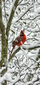 Grey Birds That Look Like Cardinals Simply Beautiful World Beautiful Birds Cardinal Birds Red Birds
