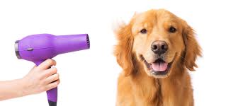 This site contains affiliate links from which we receive a compensation (like amazon for example). Pet Grooming Insurance Dog Groomer S Insurance Kennelpro
