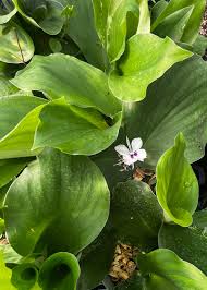 Image result for Kaempferia