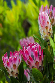 A Guide To Growing Proteas Rare Flowers Amazing Flowers Growing Flowers